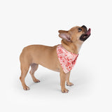 Valentine Kisses Pet Bandana